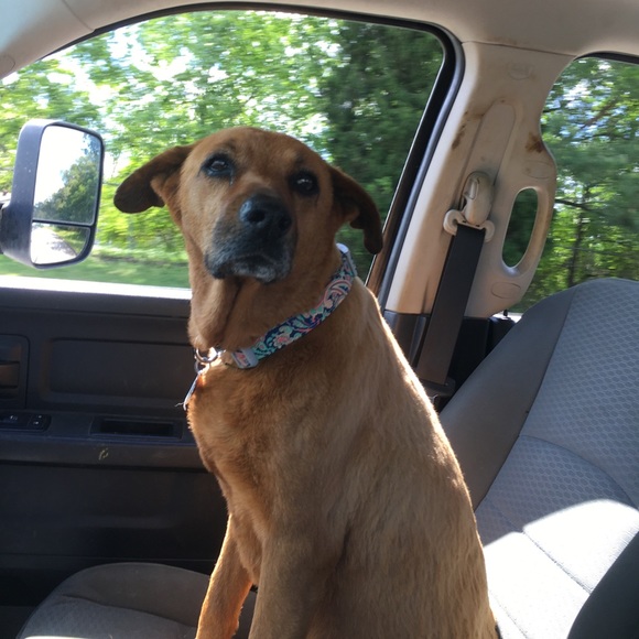 Meet your Posher, Max - Picture 1 of 1